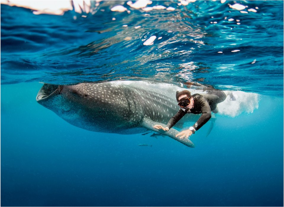 What Are Whale Sharks - Whale Sharks - Adventurer March 2020