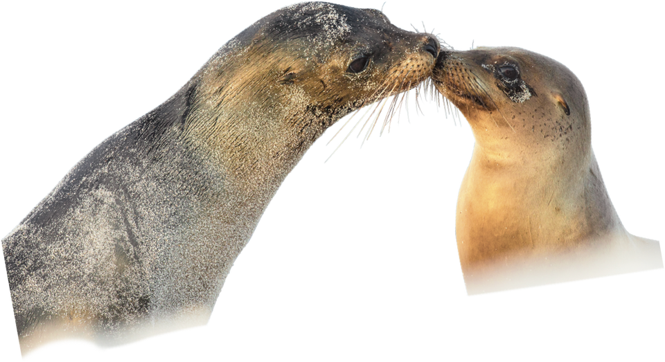 Galápagos The Islands - Adventurer October 2019