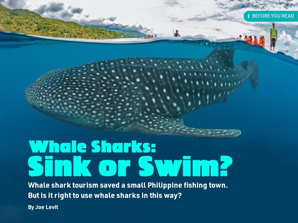 What Are Whale Sharks - Whale Sharks - Pathfinder March 2020