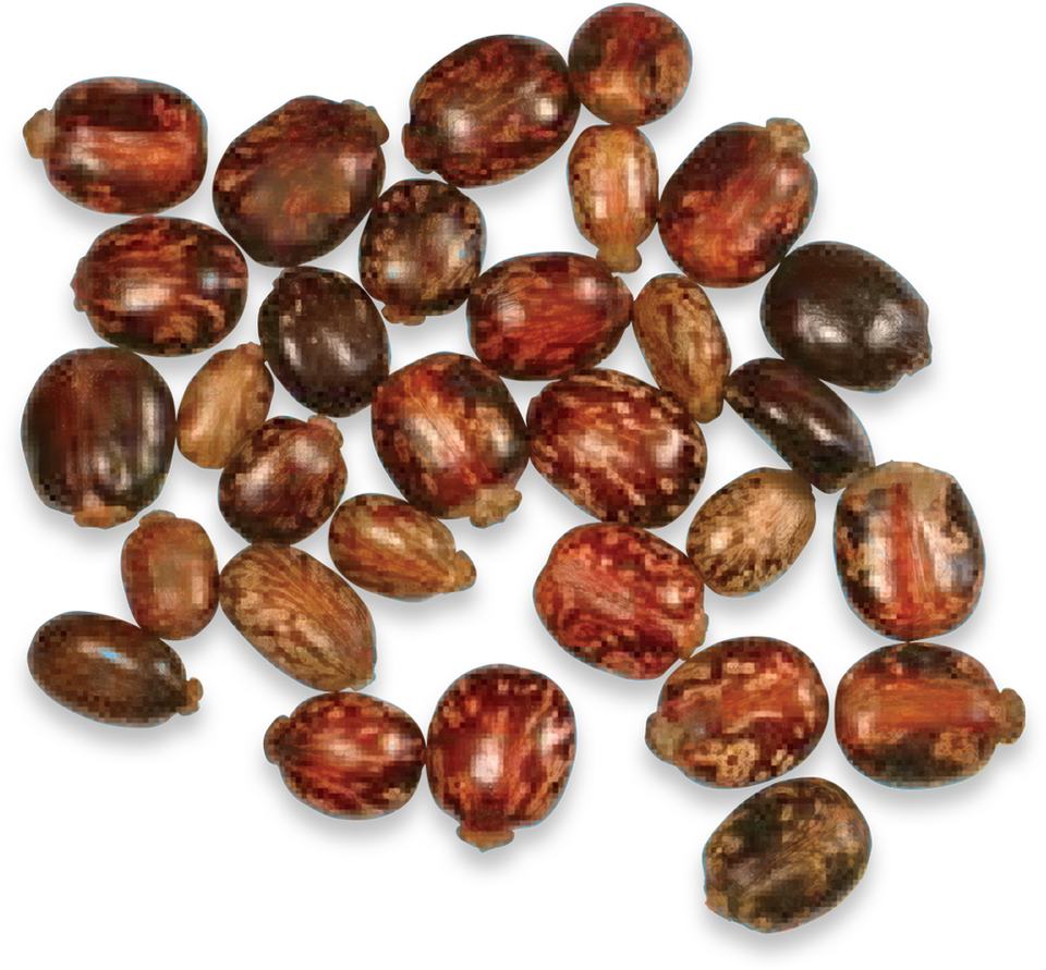 Killer Seeds & The Sting Is the Thing - Extreme Plants - Pathfinder  November/December 2018