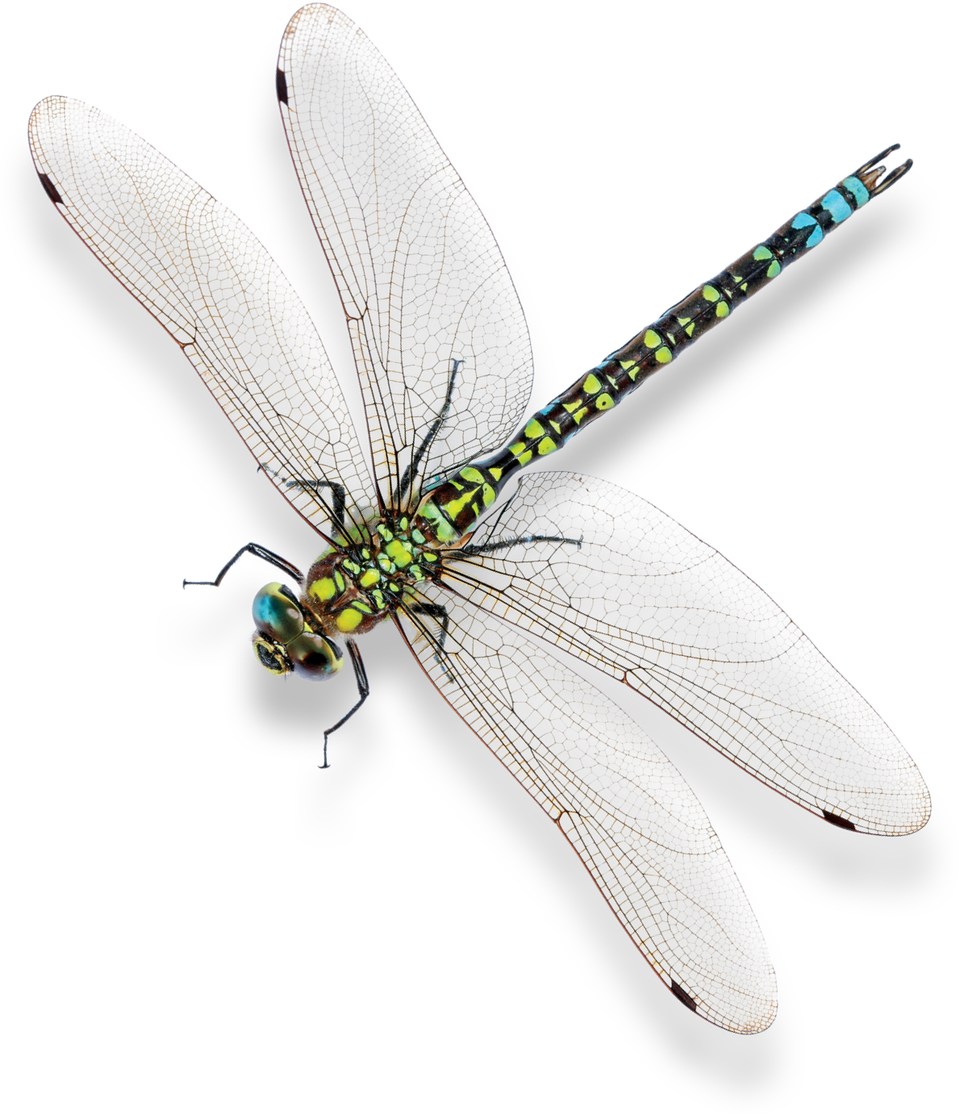 Diagrama Que Muestra El Ciclo De Vida De La Polilla Vector Científico  Biológico De Insectos Descarga gratuita de plantilla en Pngtree, image size:960x1115