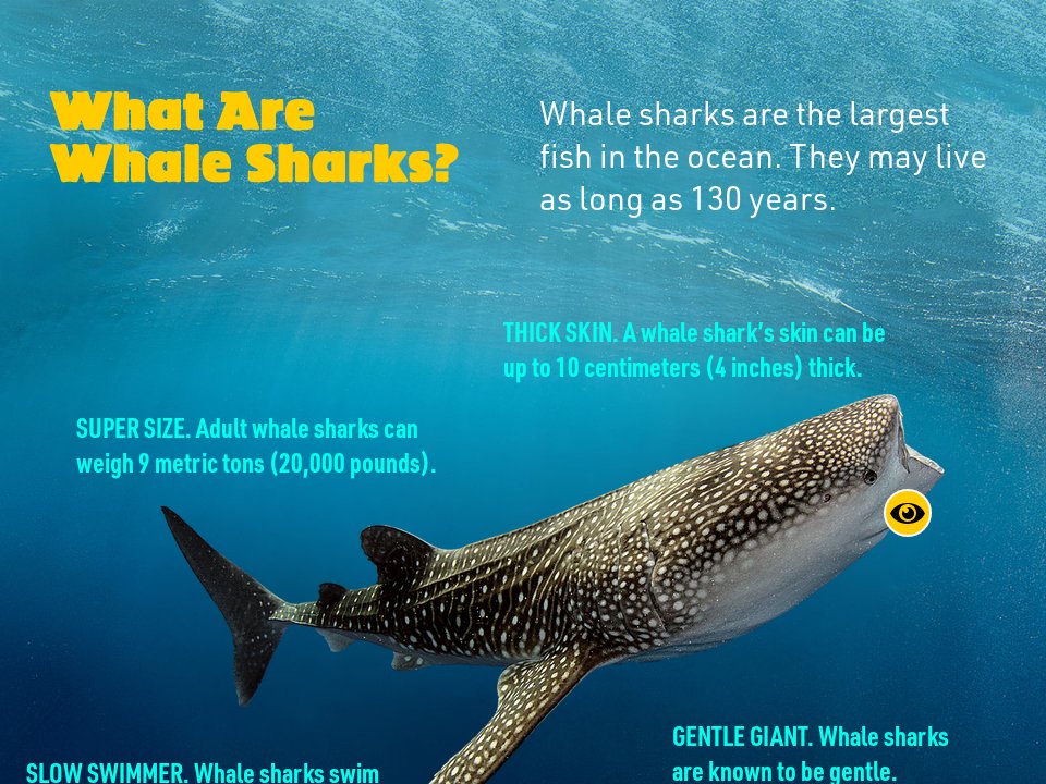 What Are Whale Sharks - Whale Sharks - Whale Sharks PIO