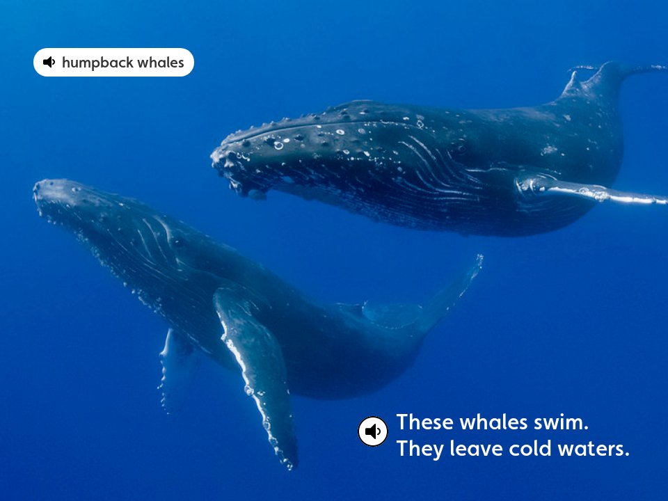 Humpback whales - Scout September 2018