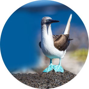 Activity - Galápagos Plants and Animals - Trailblazer October 2019