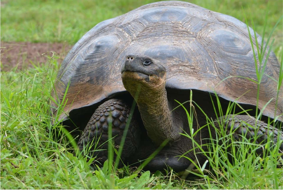 Activity - Galápagos Plants and Animals - Trailblazer October 2019
