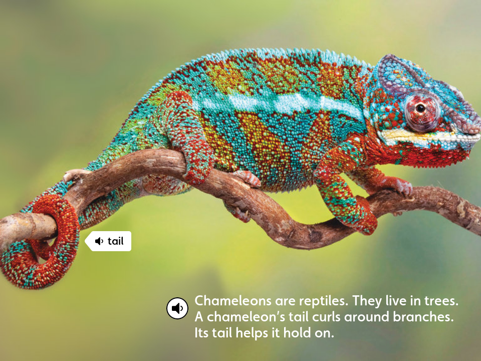 Chameleons - Tail - Chameleons!