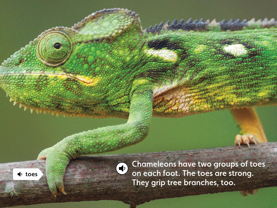 Chameleons - Toes - Chameleons!