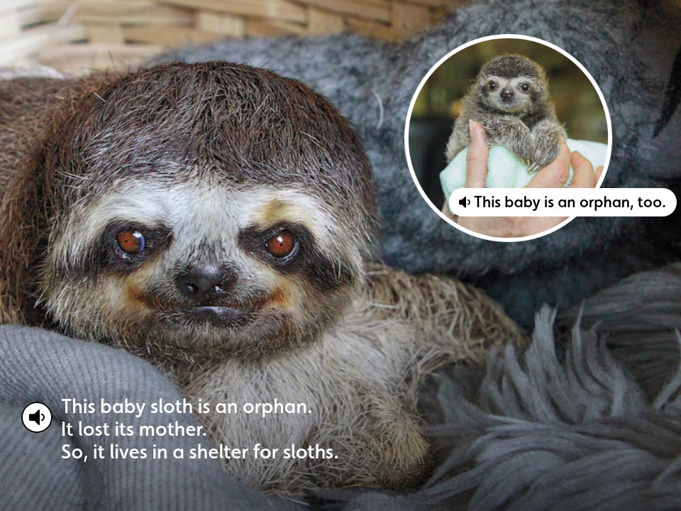 Saving Sloths - Baby - Voyager May 2019