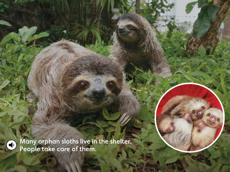 Saving Sloths - Orphans - Voyager May 2019