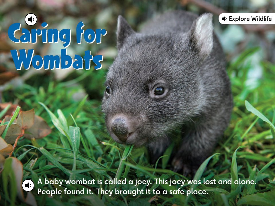 Caring for Wombats 1 - Voyager May 2020