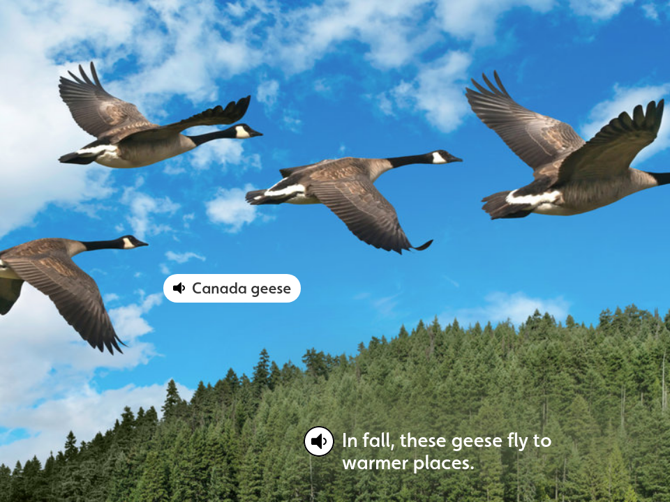 Canada geese - Voyager September 2018